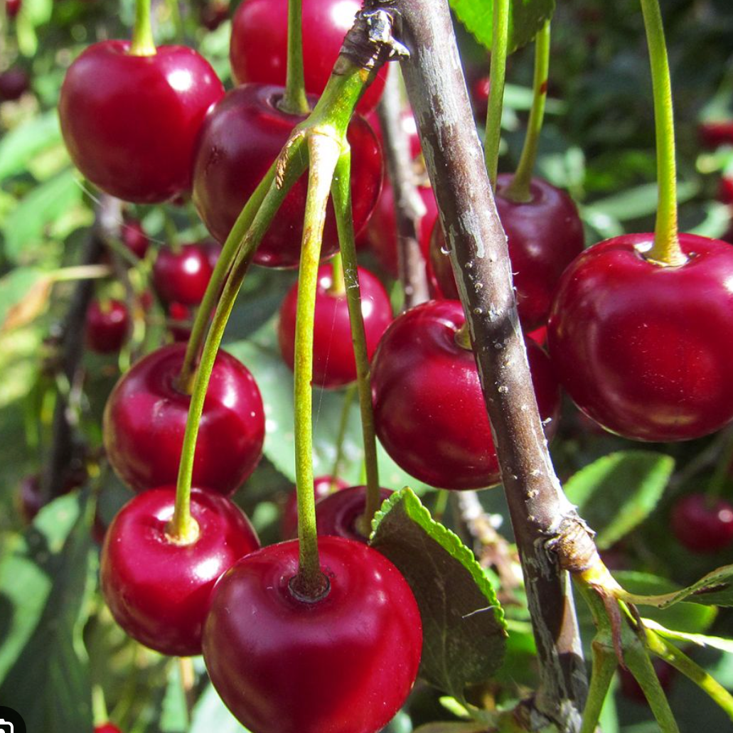 Cerisier 'Burlat' / Merisier