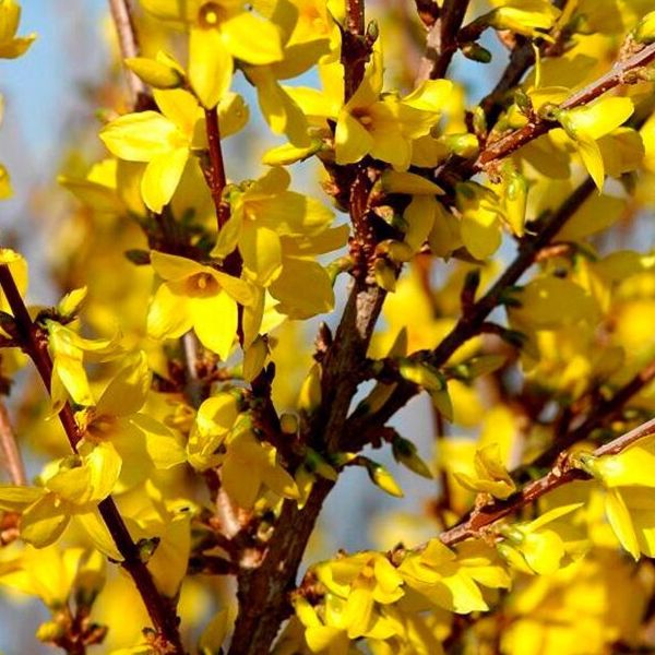 Forsythia couvre sol - Forsythia intermedia "Marée d'Or"