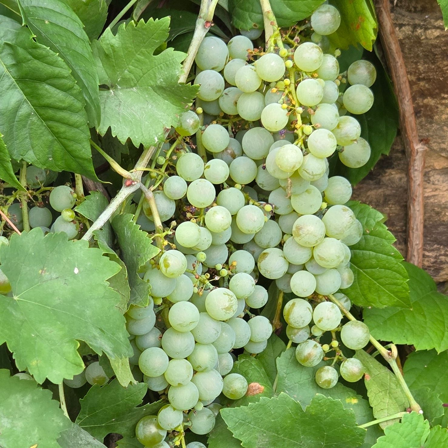 Raisin chasselas