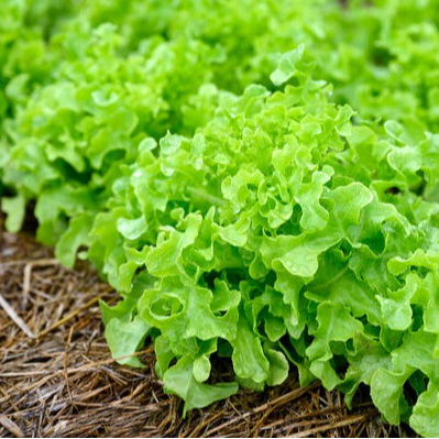 Laitue feuille de chêne blonde