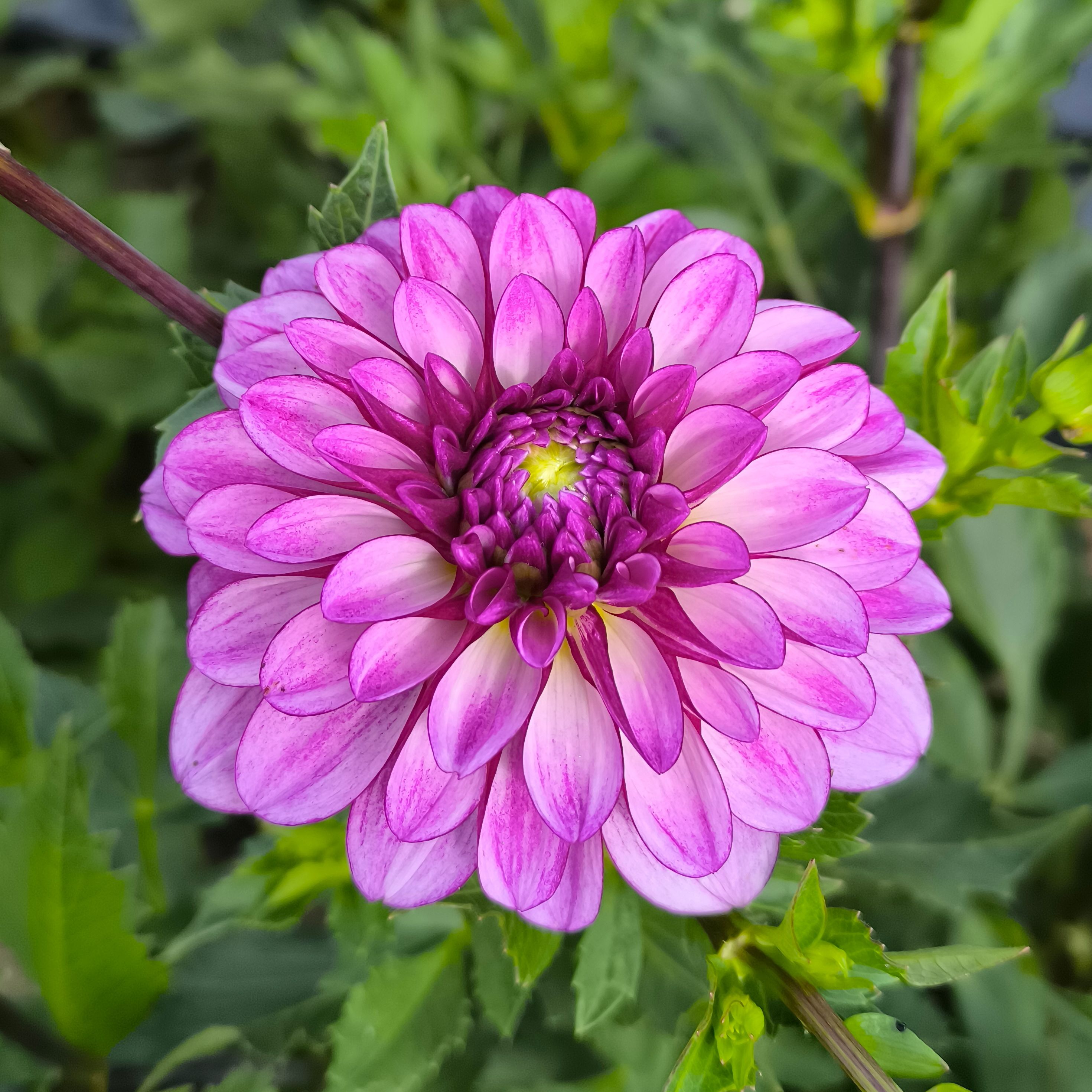Dahlia séduction (botte de 10 tiges)
