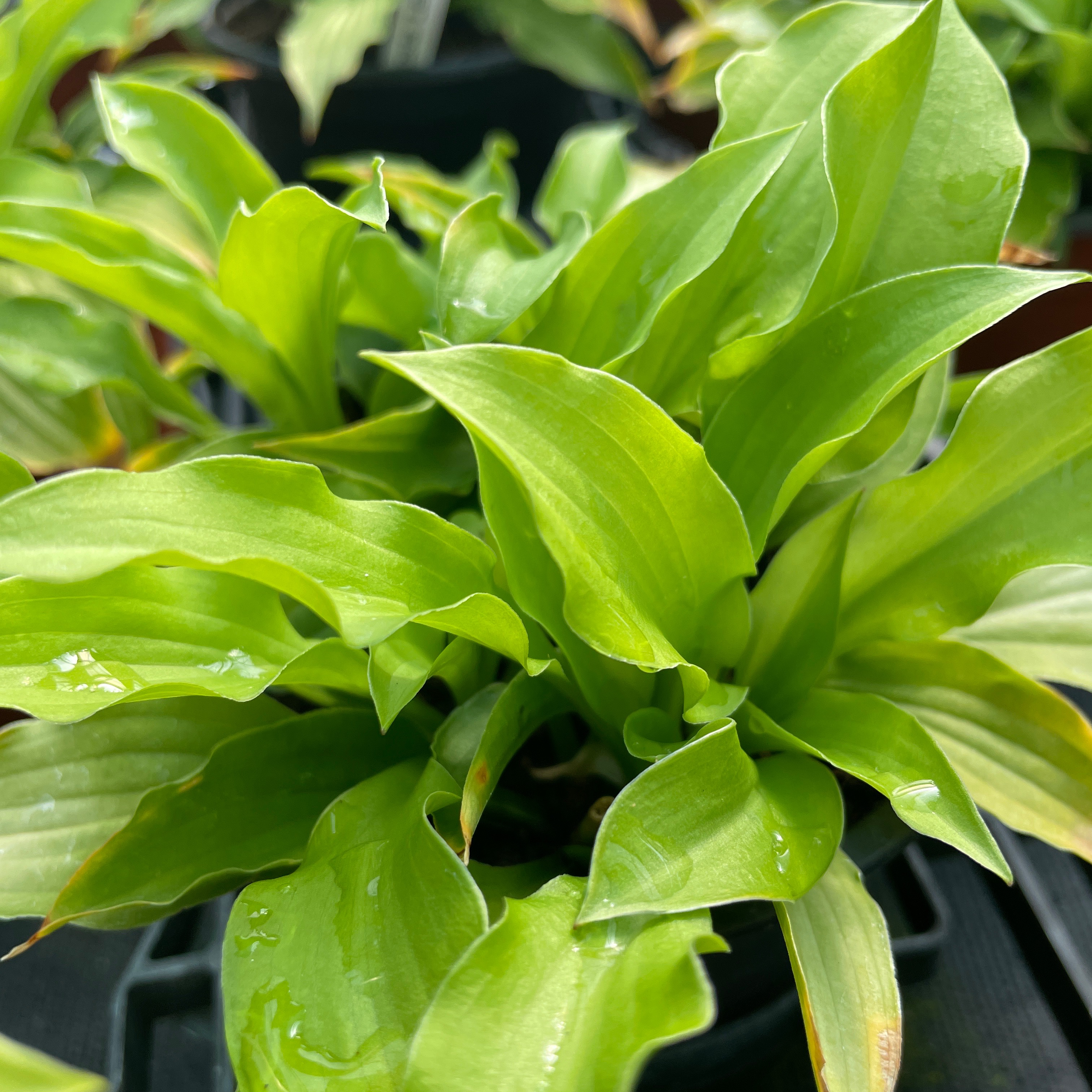 Hosta ‘Lemon Lime’