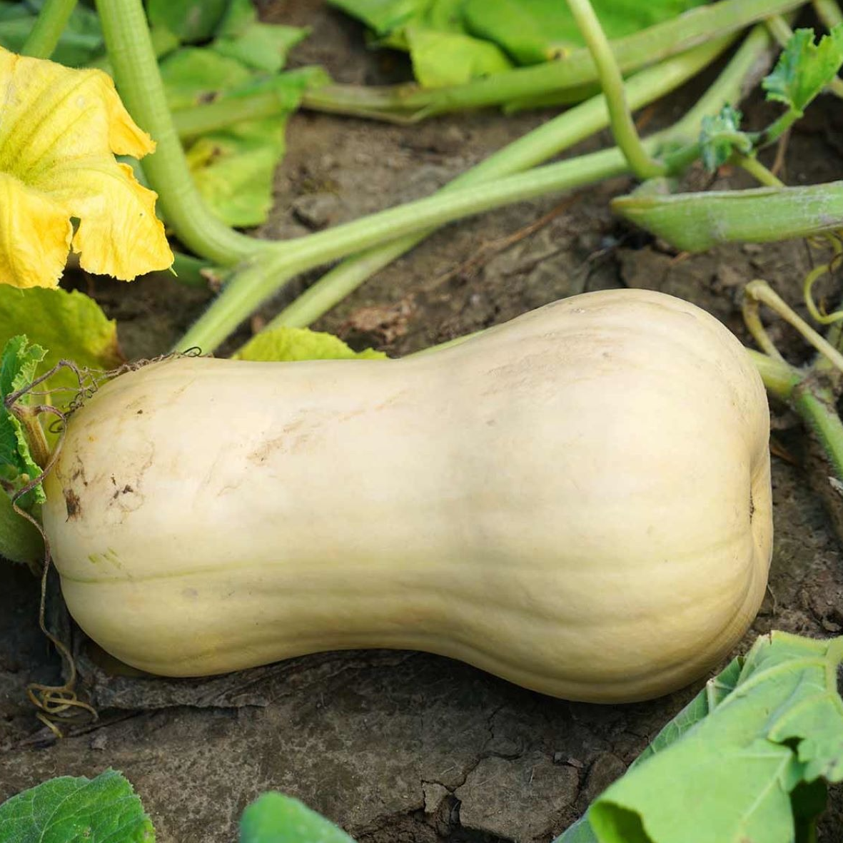 Courge Butternut au poids