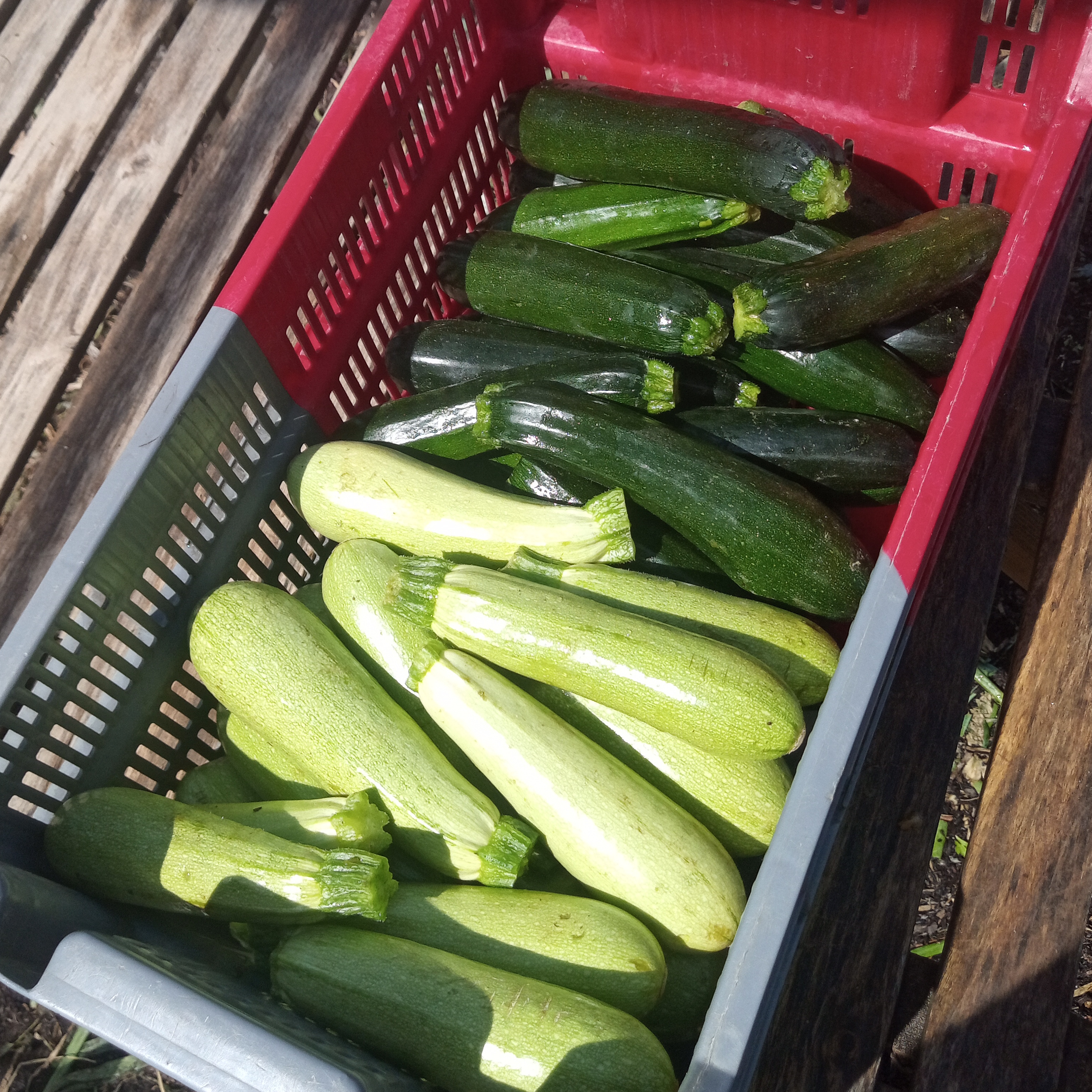 Courgette mélange / 2 kg