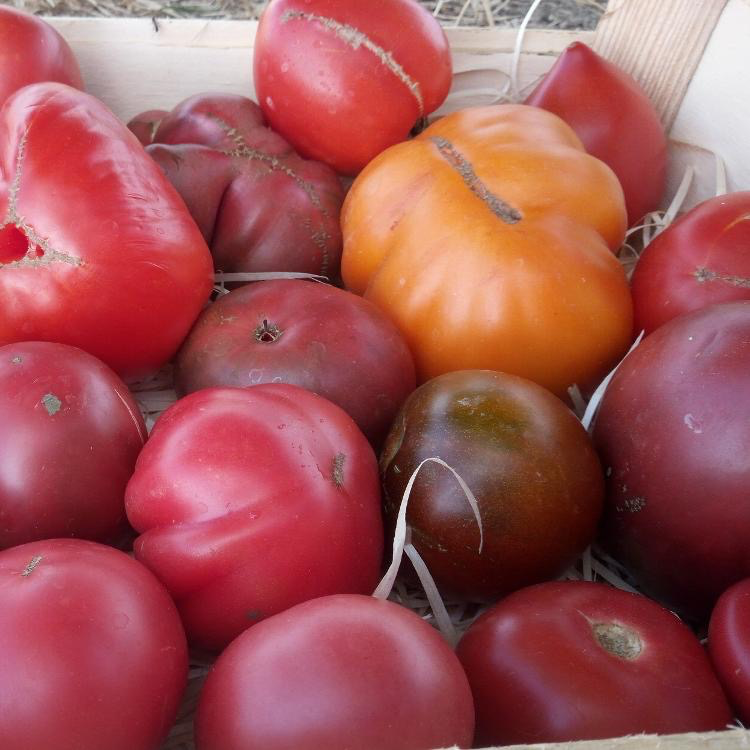 Tomates Anciennes (1kg)