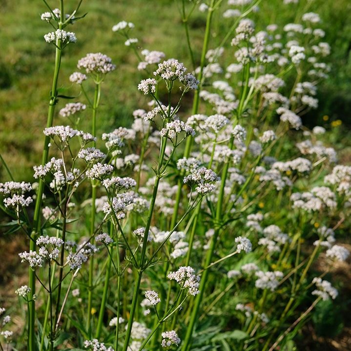 Valériane officinale
