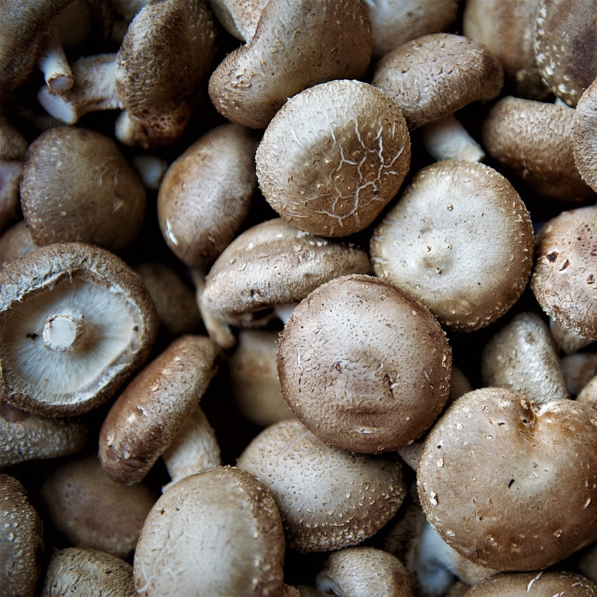 Champignons shiitake