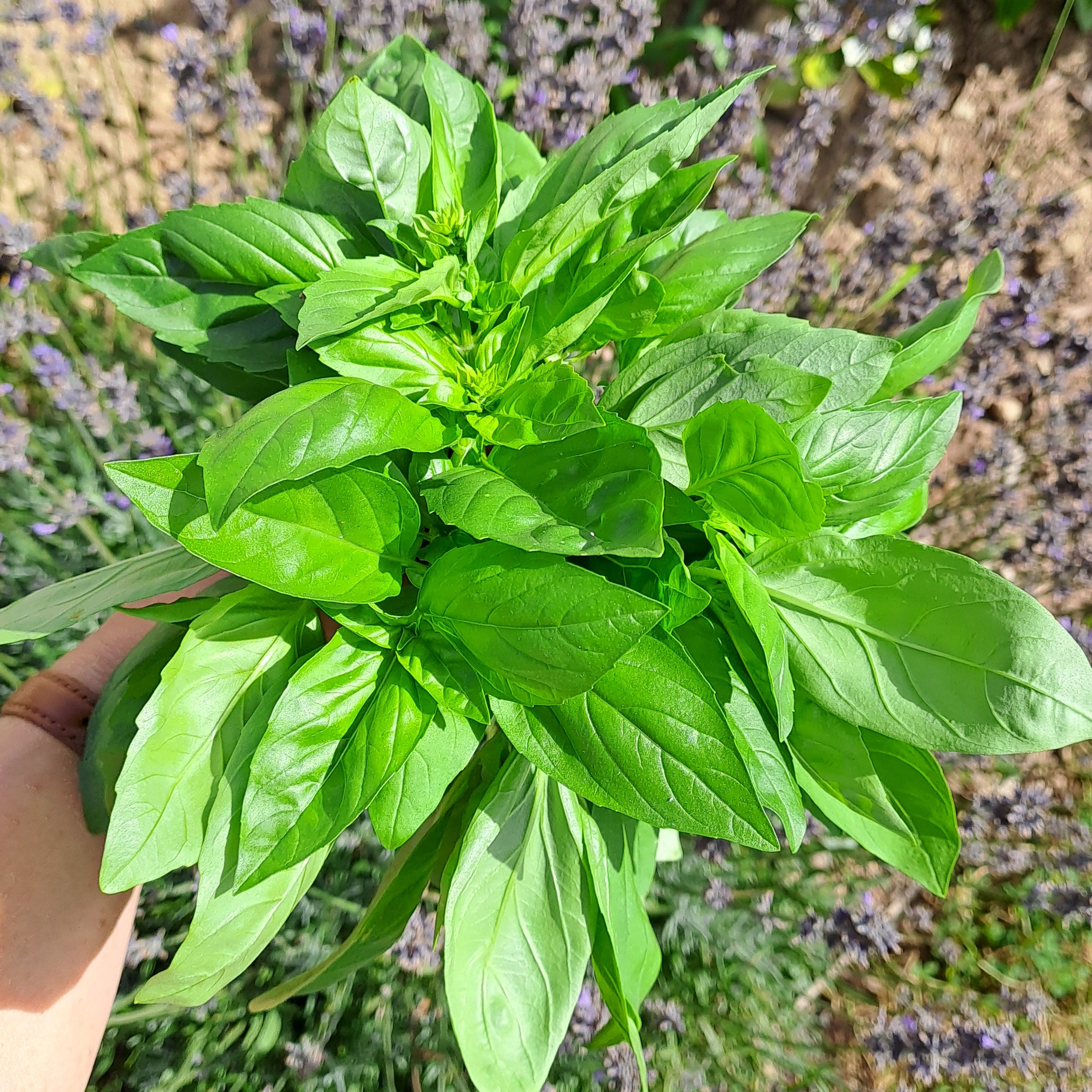 Basilic