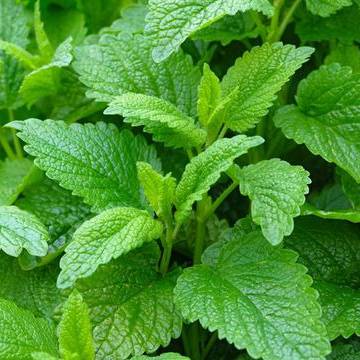 Mélisse, feuilles • Plante simple - 30g