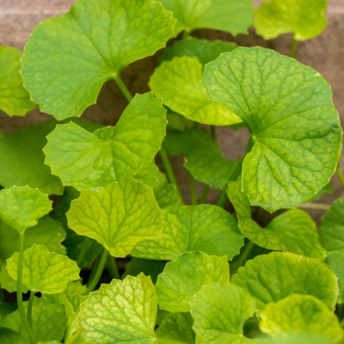 GOTU KOLA Bio