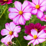 Cosmos Picotée - Conteneur 1.5L