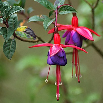 Fleurs de Fushia (par 20)