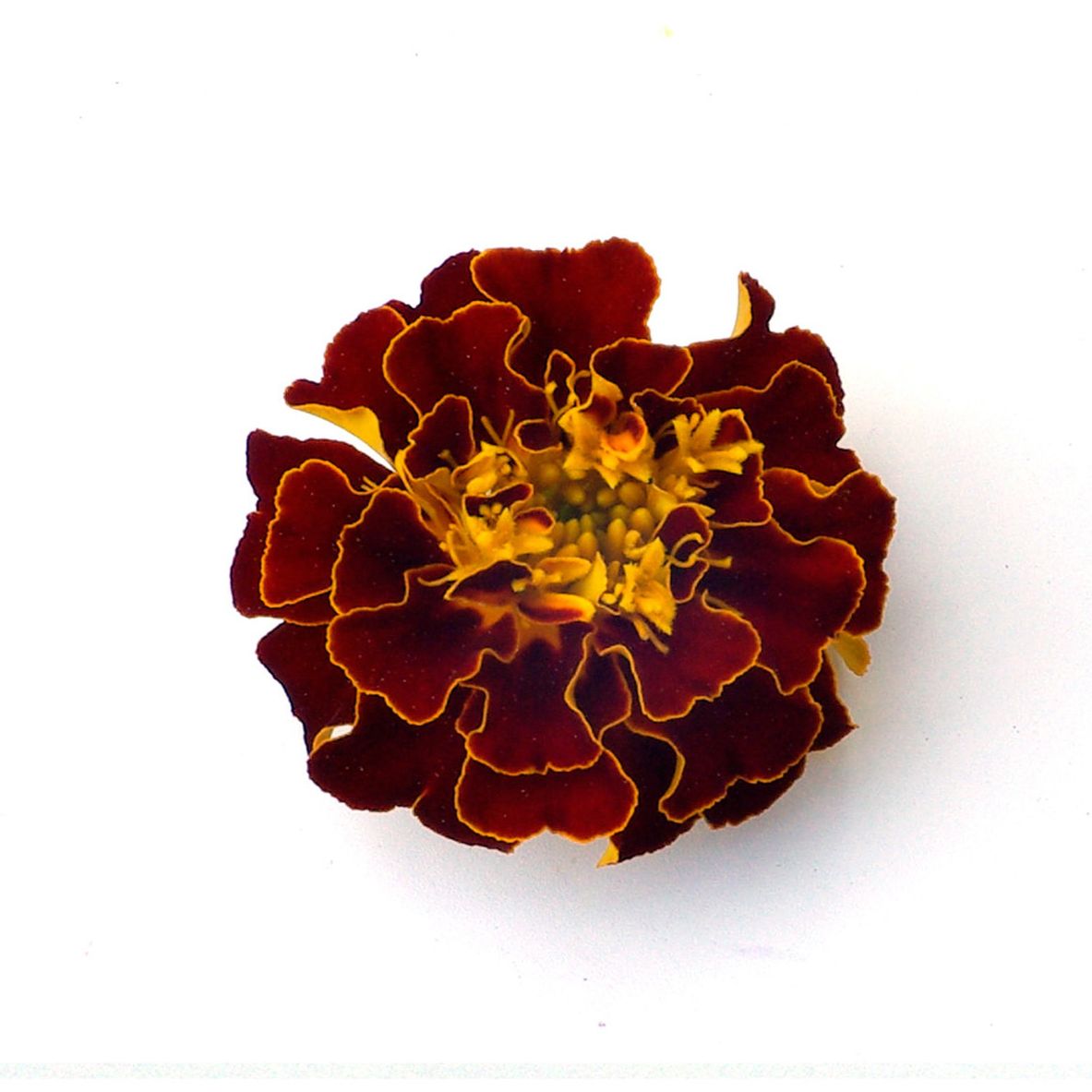 Fleurs - Oeillets d'Inde