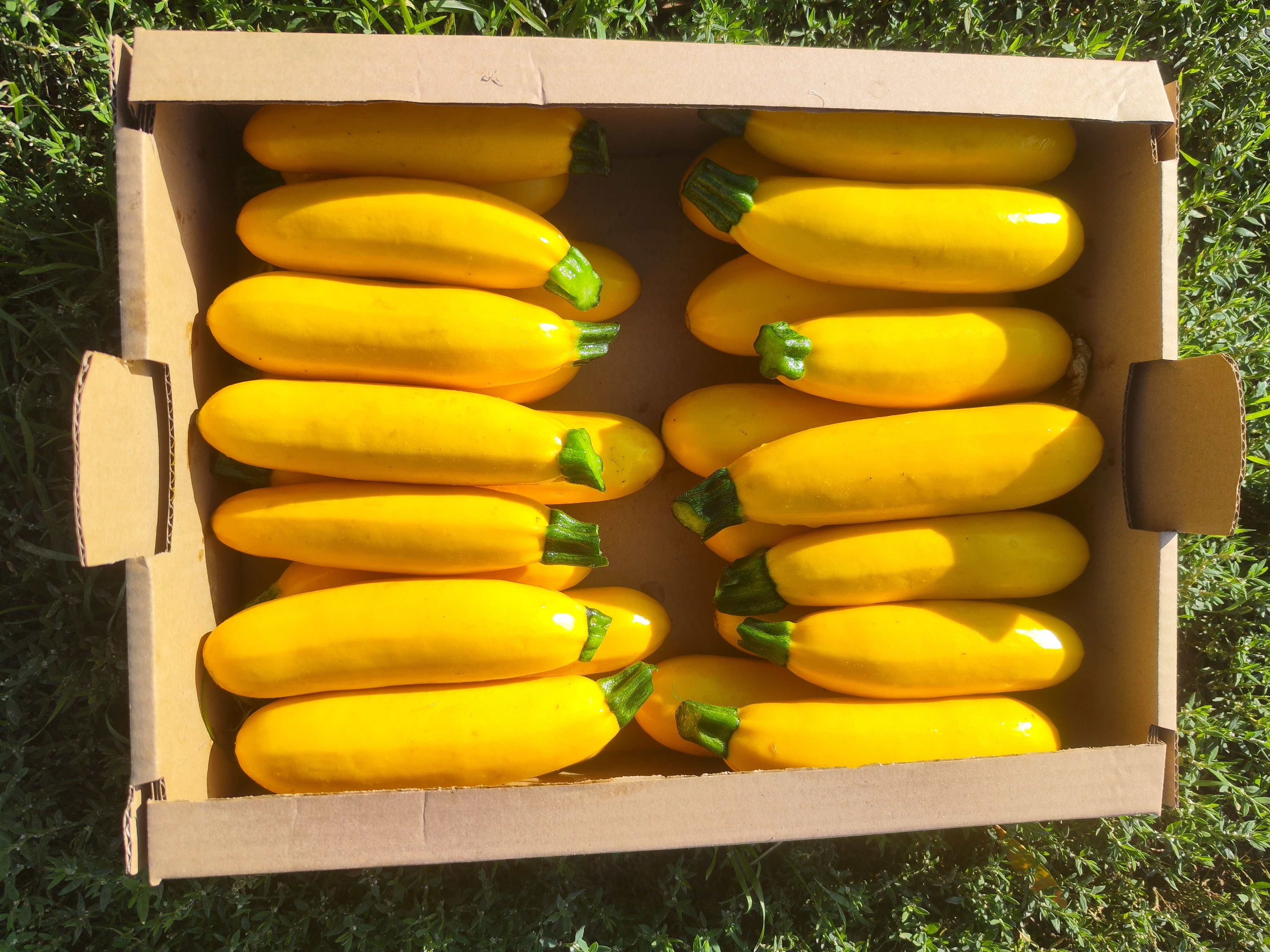 Mini Courgette Jaune LINGODOR