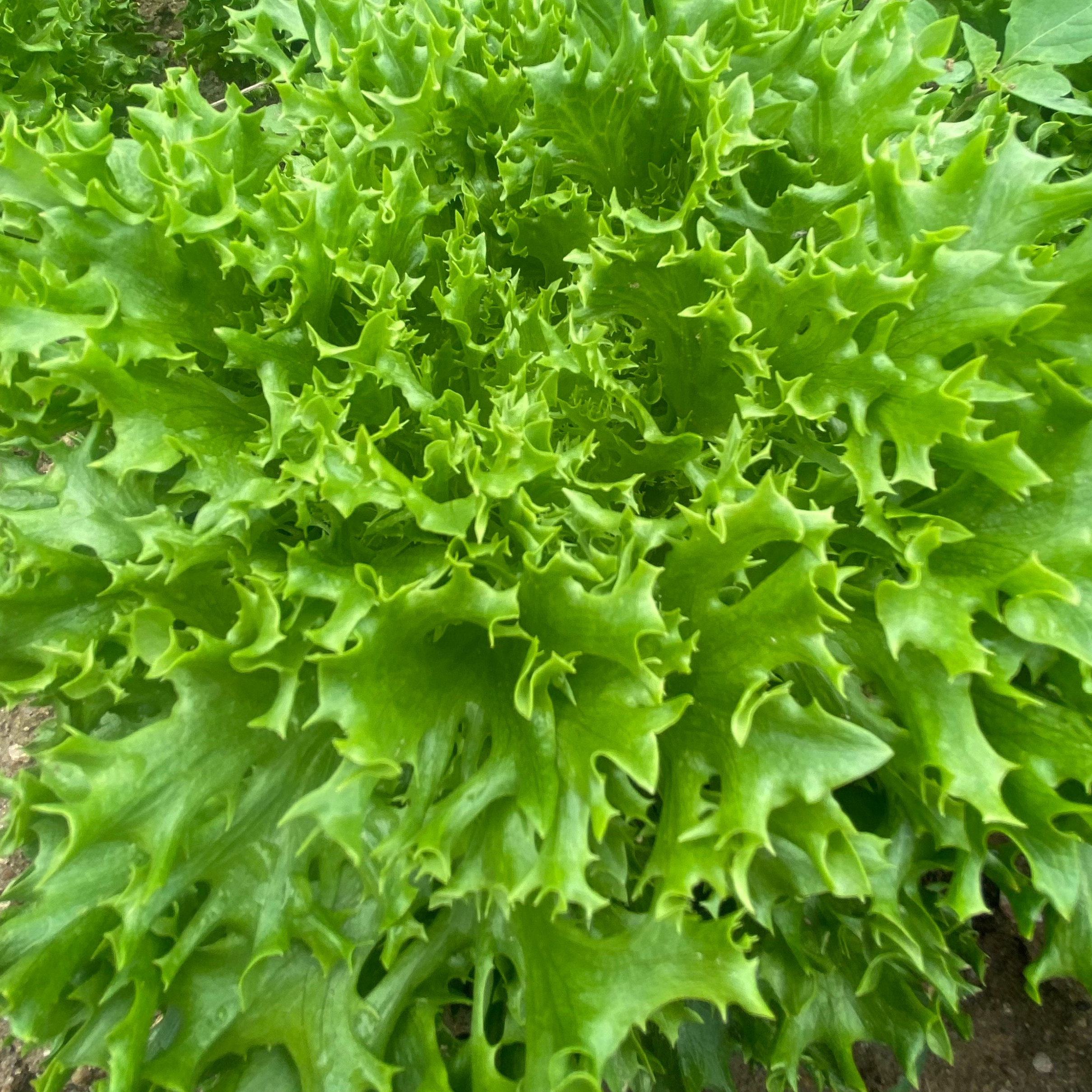 Salade laitue  frisée