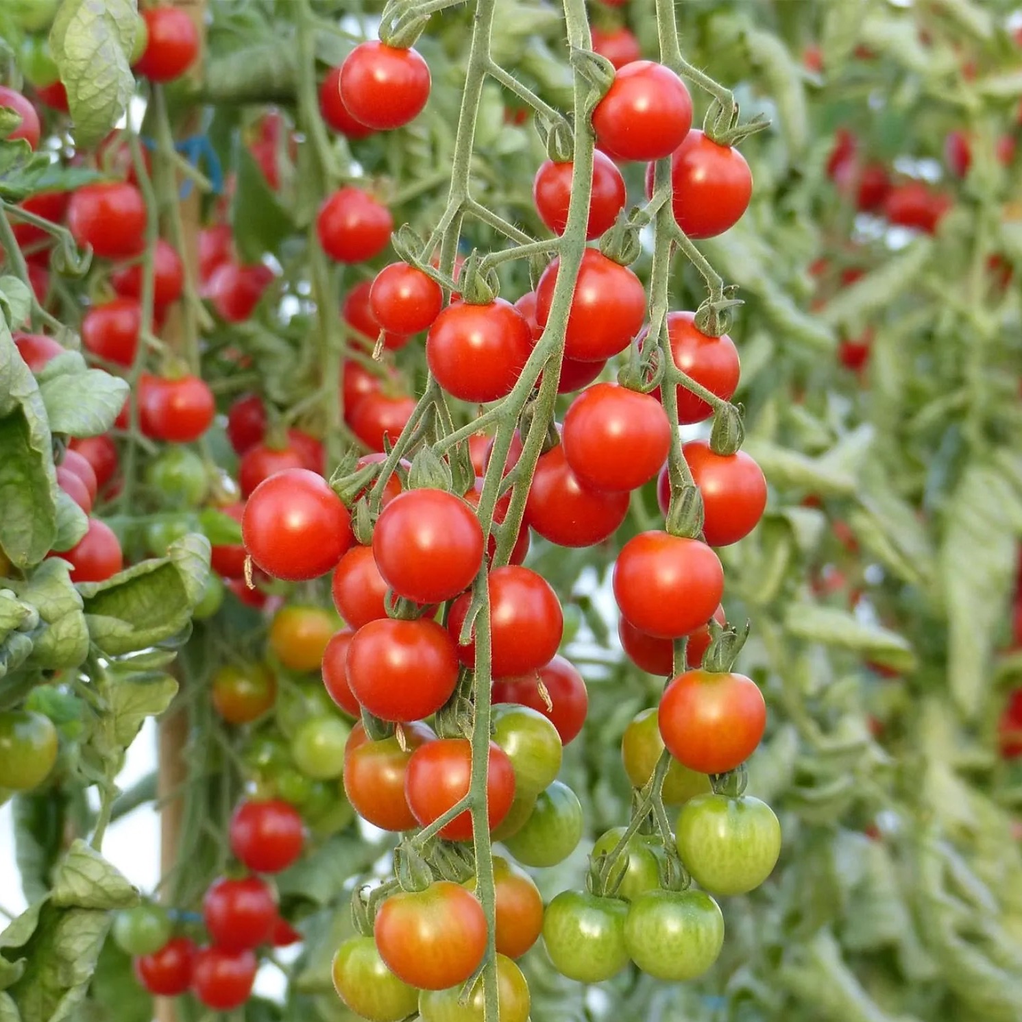 OFFRE ! Plant de tomate cerise rouge