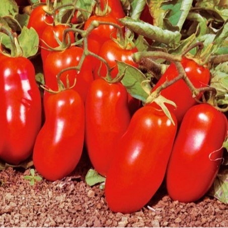 PLANT DE TOMATE ROUGE San Marzano