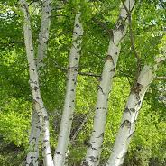 Bouleau verruqueux - pot 2,5L