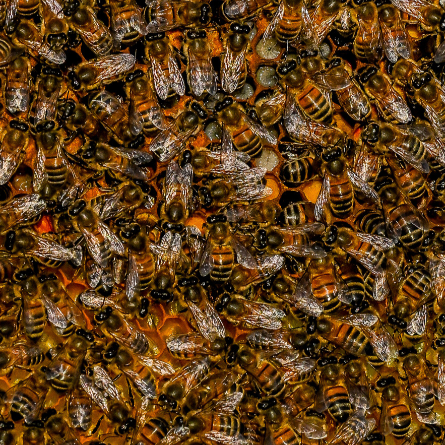 Essaims D'Abeilles De Saison Sur Cinq Cadres