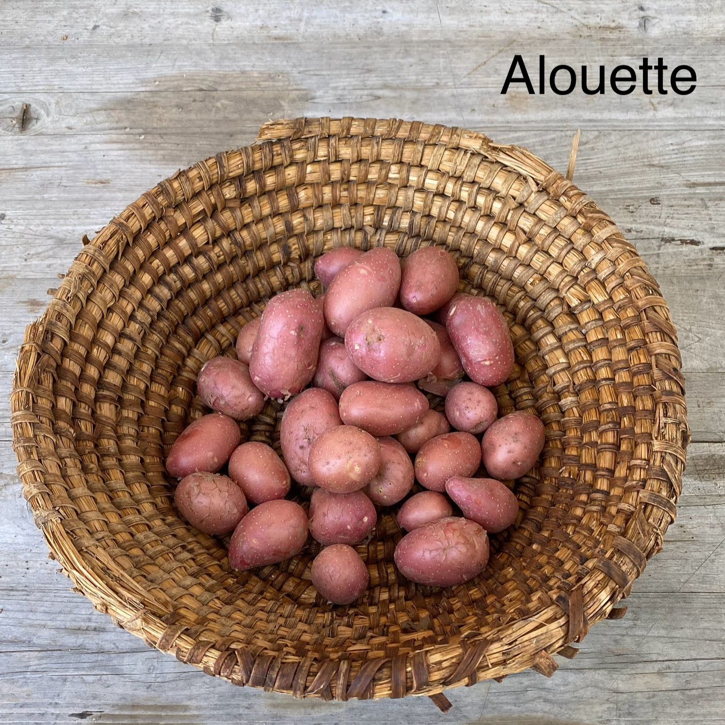 Sac de 5 Kg Pommes de Terre Bio Variété Alouette Calibre 45/75 - 5kg