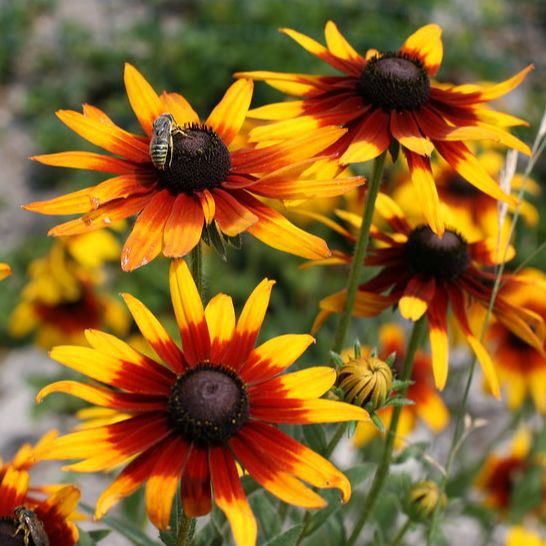 Rudbeckia - pot 1L