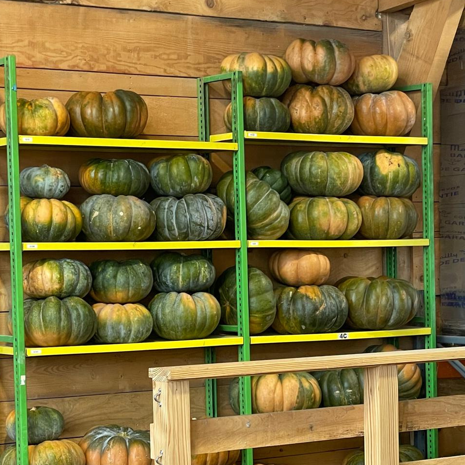 courge butternut - 1,3kg