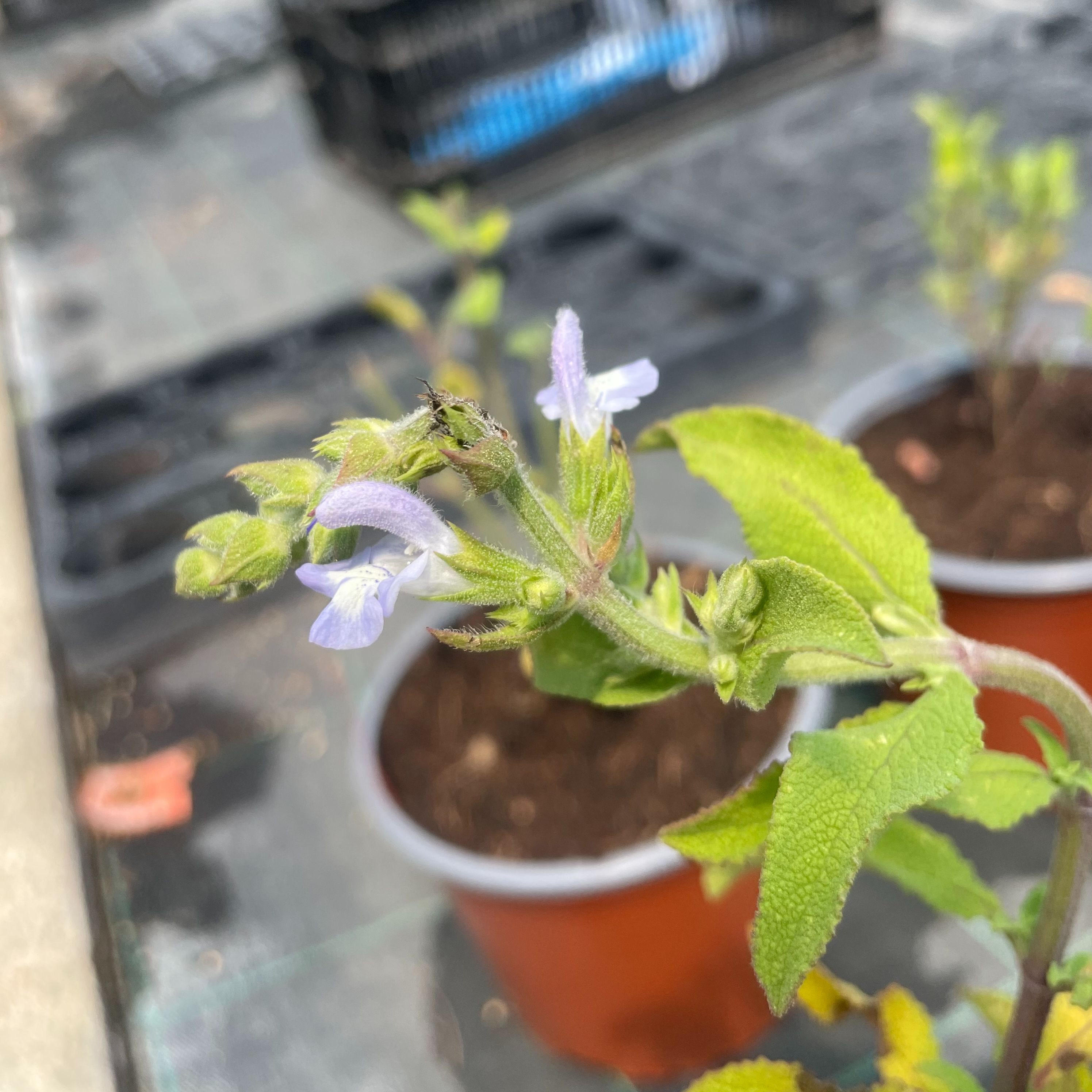 Salvia somalensis