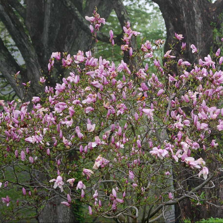 Magnolia de Soulange (Magnolia x soulangeana) 'Lennei'