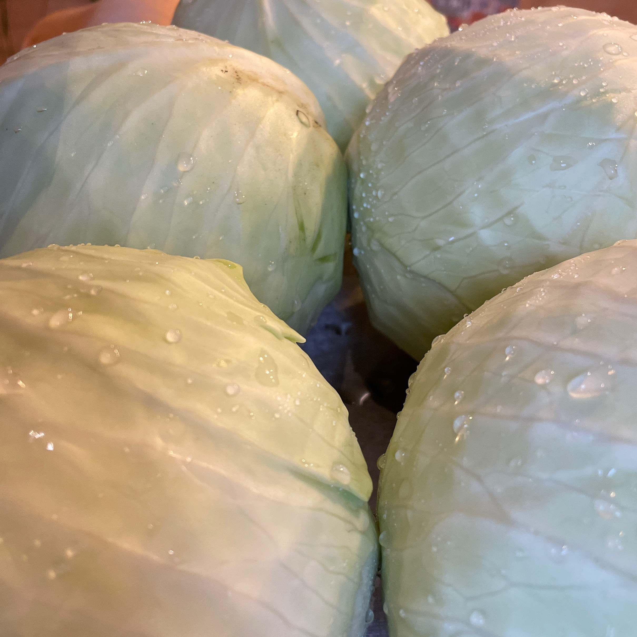 Chou lisse vert - 1kg