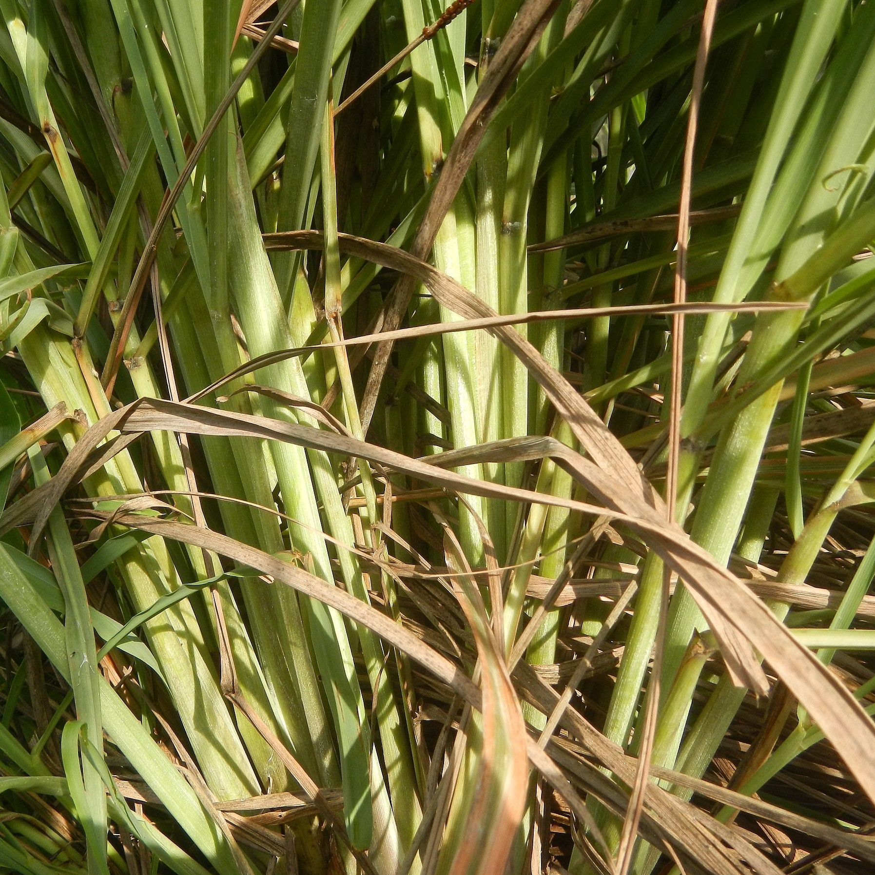 Citronnelle de Madagascar Pot 3L