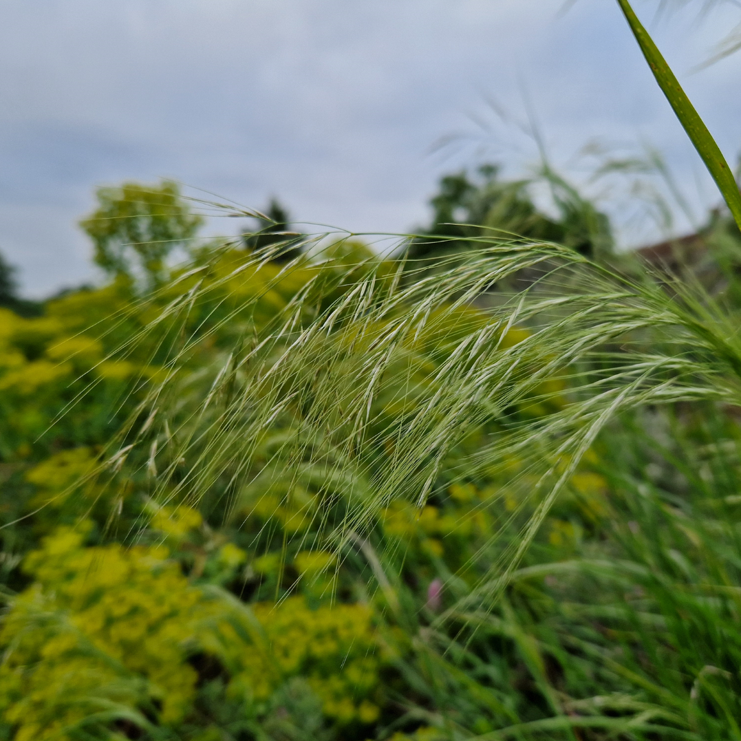 Stipa hyalina