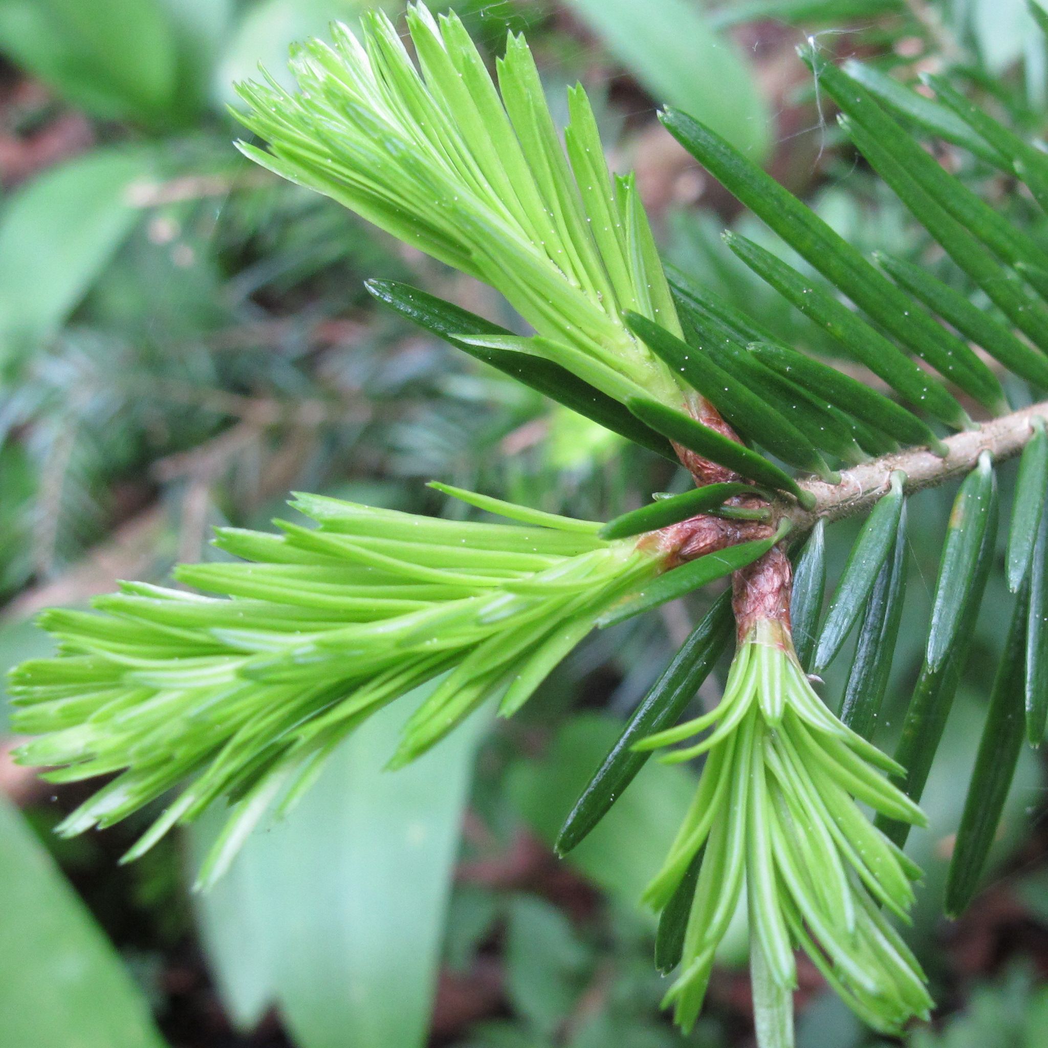 Extrait de bourgeons de Sapin - 50ml