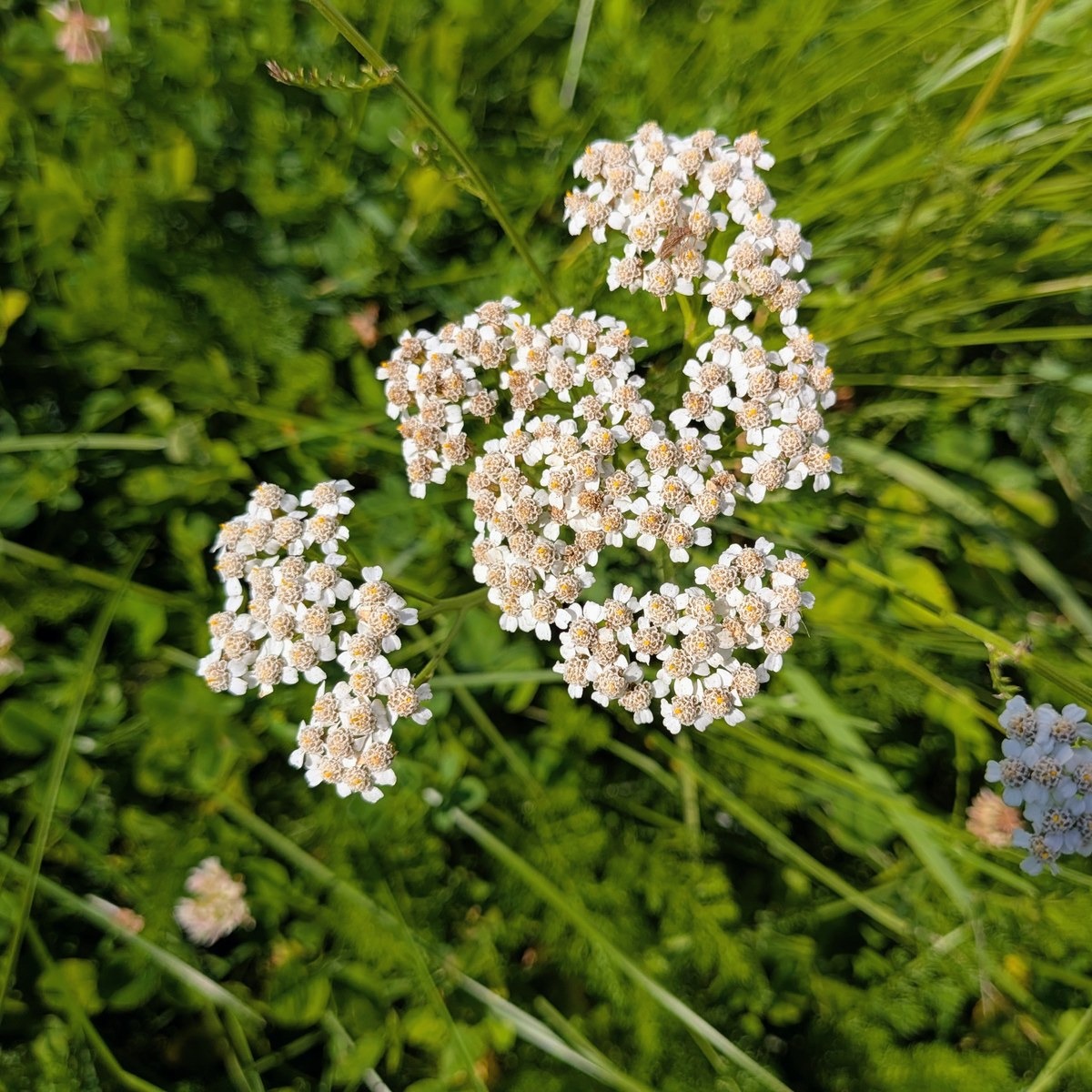 Fleurs d'achillée millefeuille - 20g - 20g