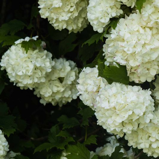 Viorne "Boule de Neige" - Viburnum opulus Roseum