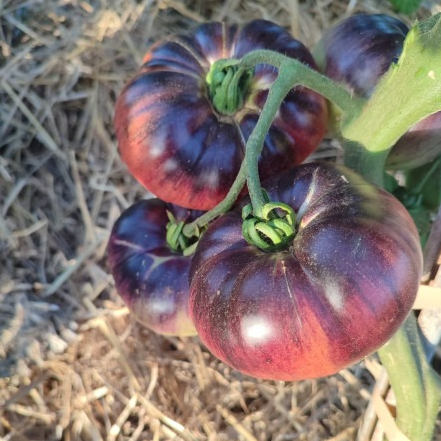 Plant Tomate Indigo Blue