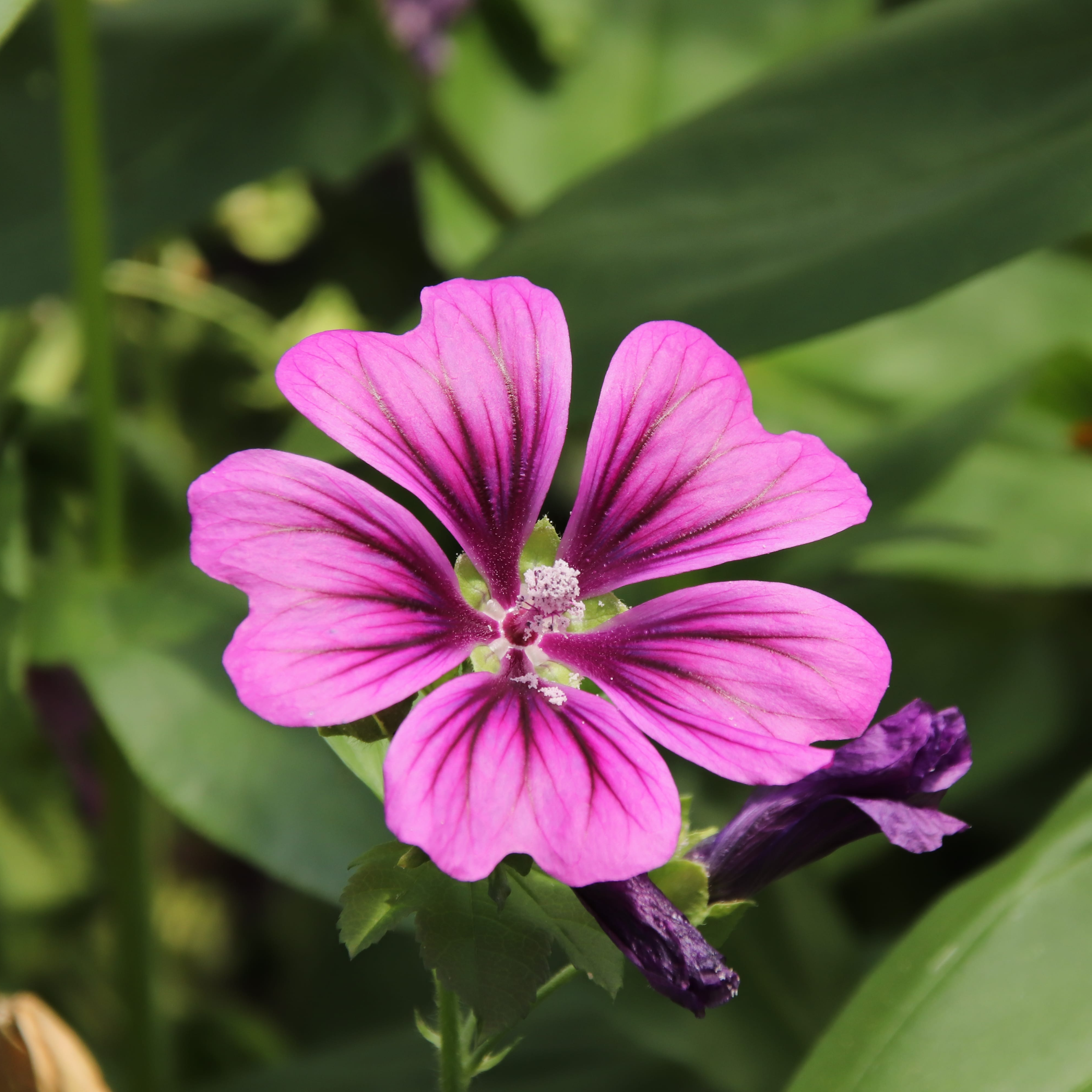 Mauve
