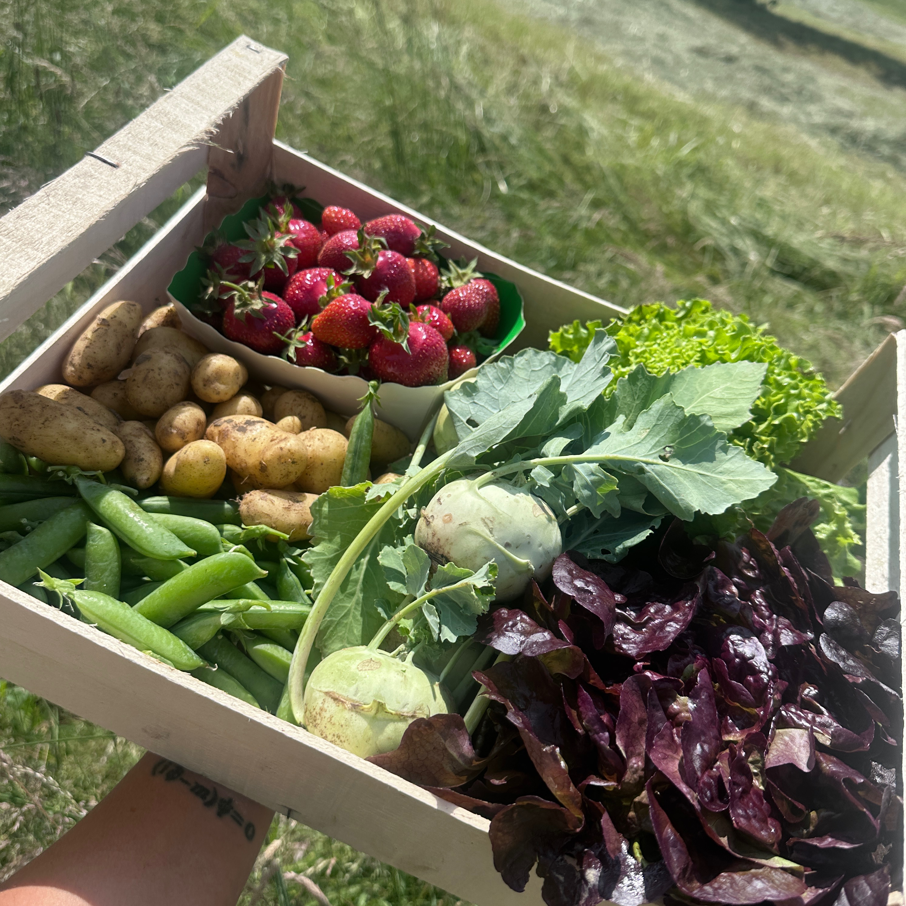 MOYEN PANIER DE SAISON