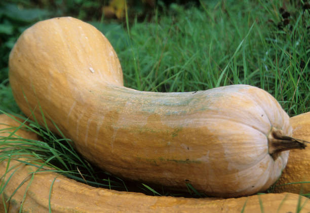 Courge (Longue de Nice)