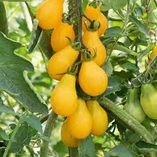 “cerise” yellow pearshapped