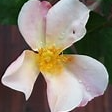 Rosier chinensis - 2l