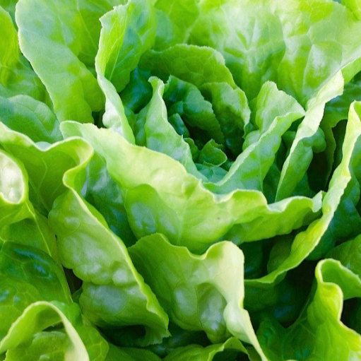 Salade Laitue