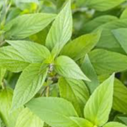 Feuilles de Sauge Ananas (par 20 têtes)