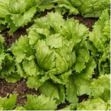 PLANT DE SALADE Batavia Iceberg Eduardo