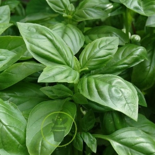 Basilic AB