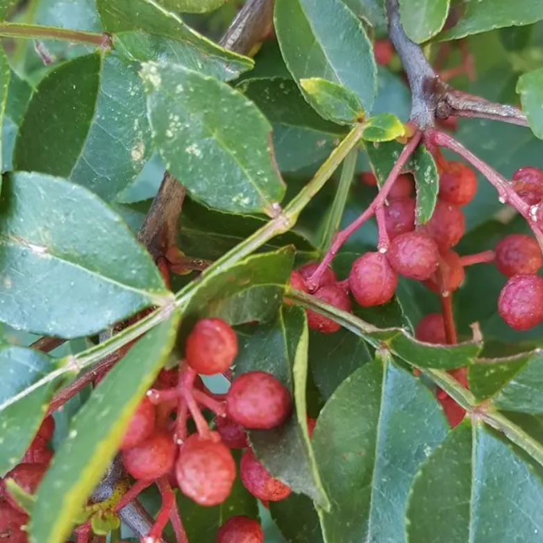 Poivrier du conservatoire Pot 9cm