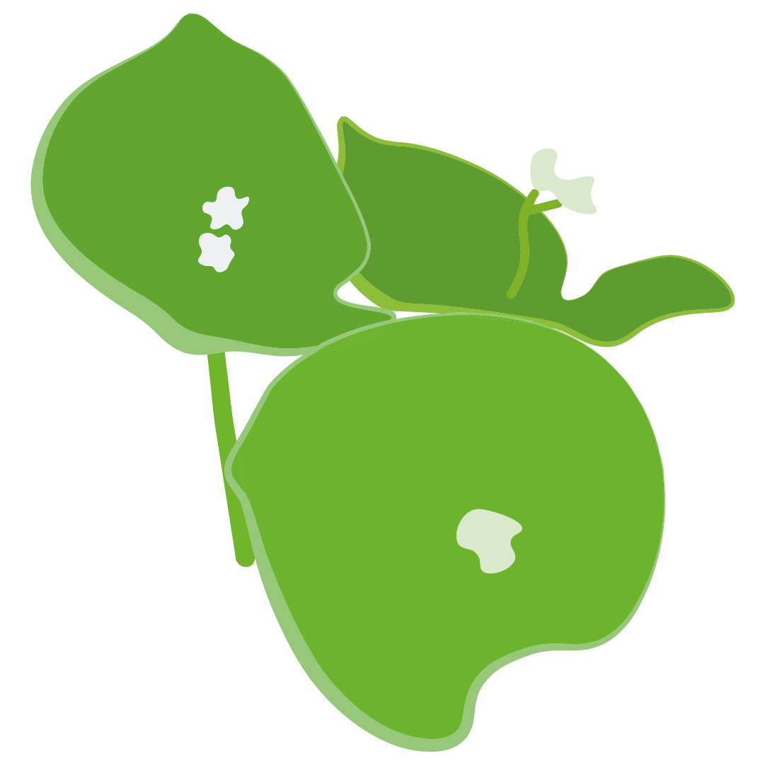 Salade Pourpier Claytone de Cuba