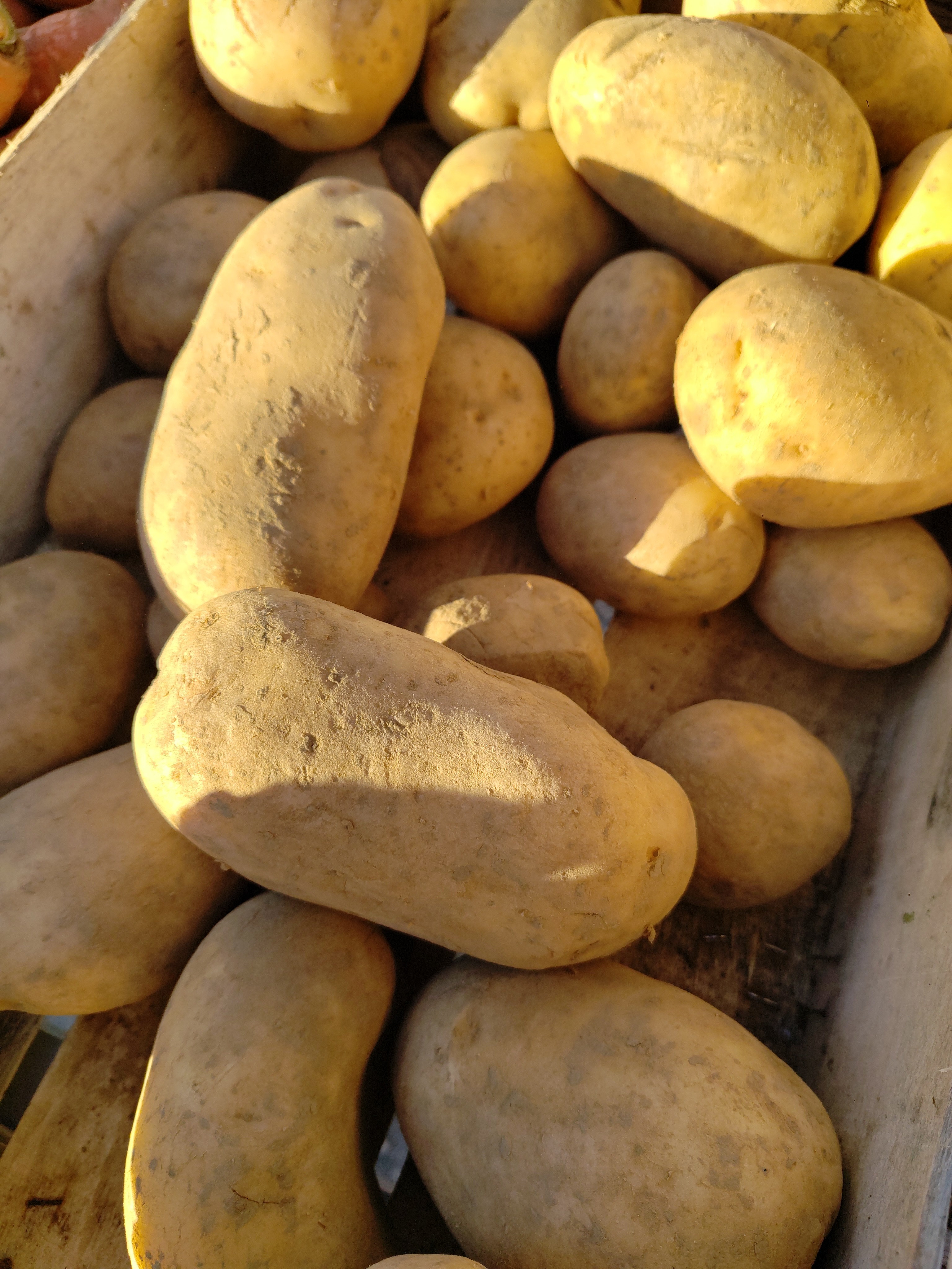 Pomme de terre "Monalisa"