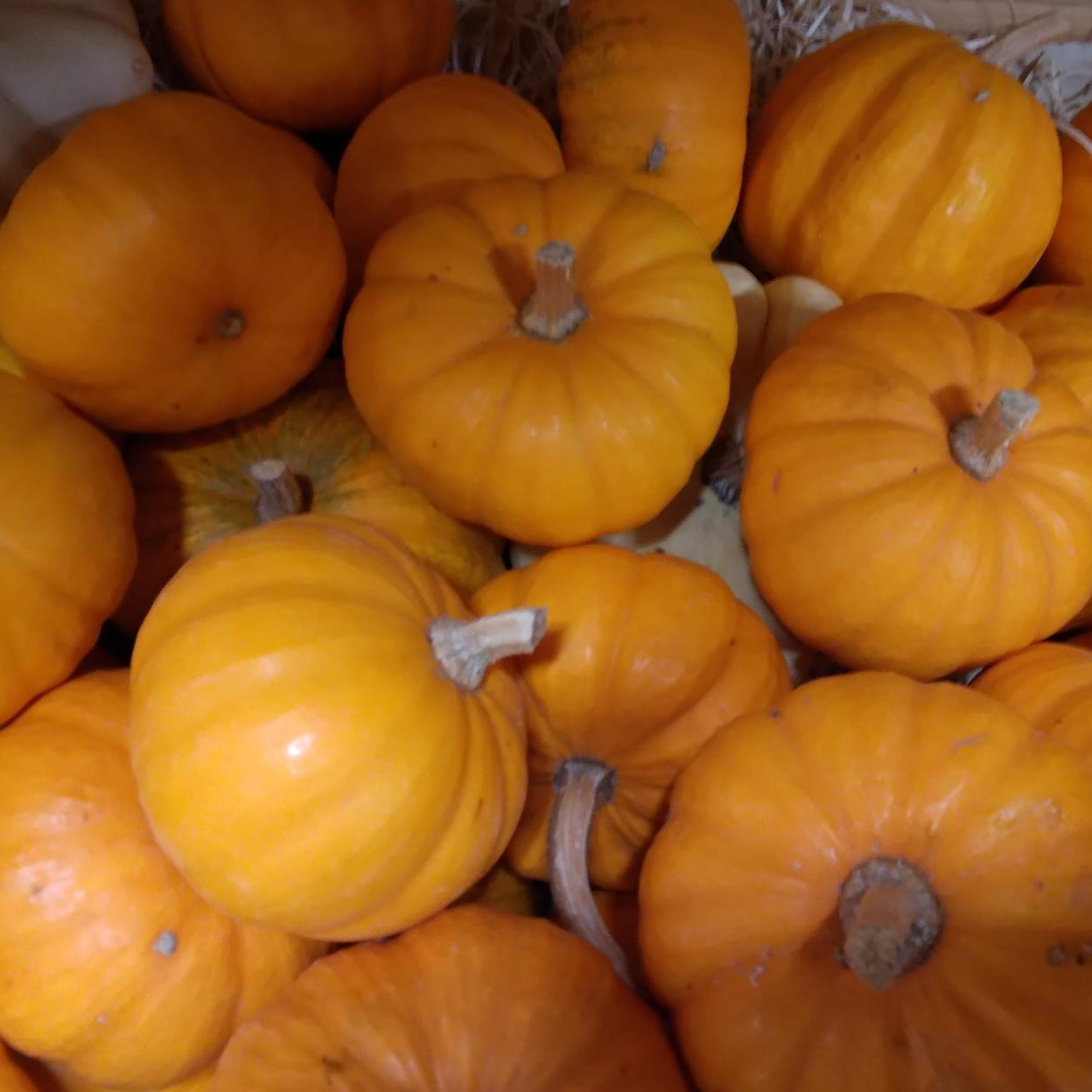 Courge Jack be little - 0,15kg