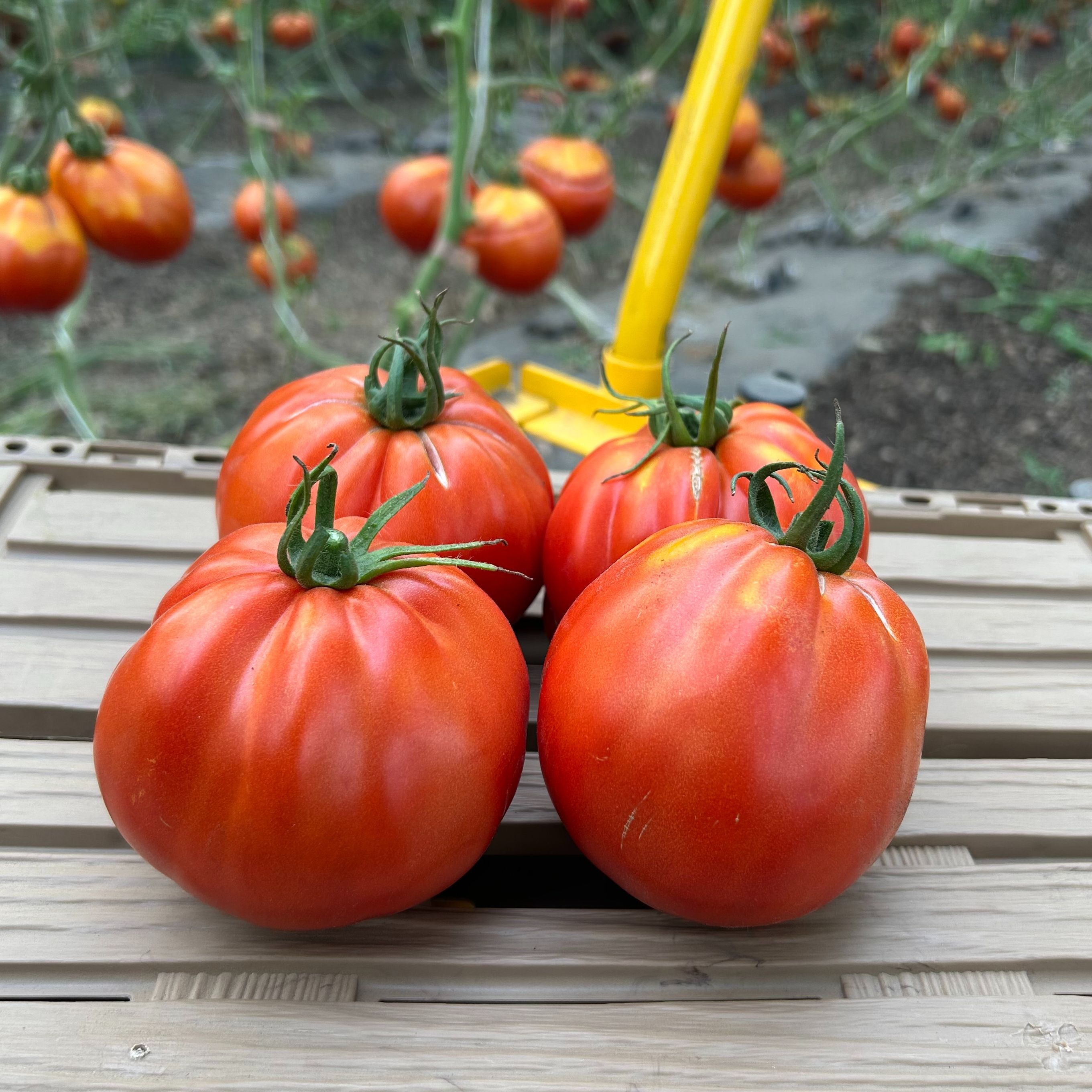 Tomate ancienne