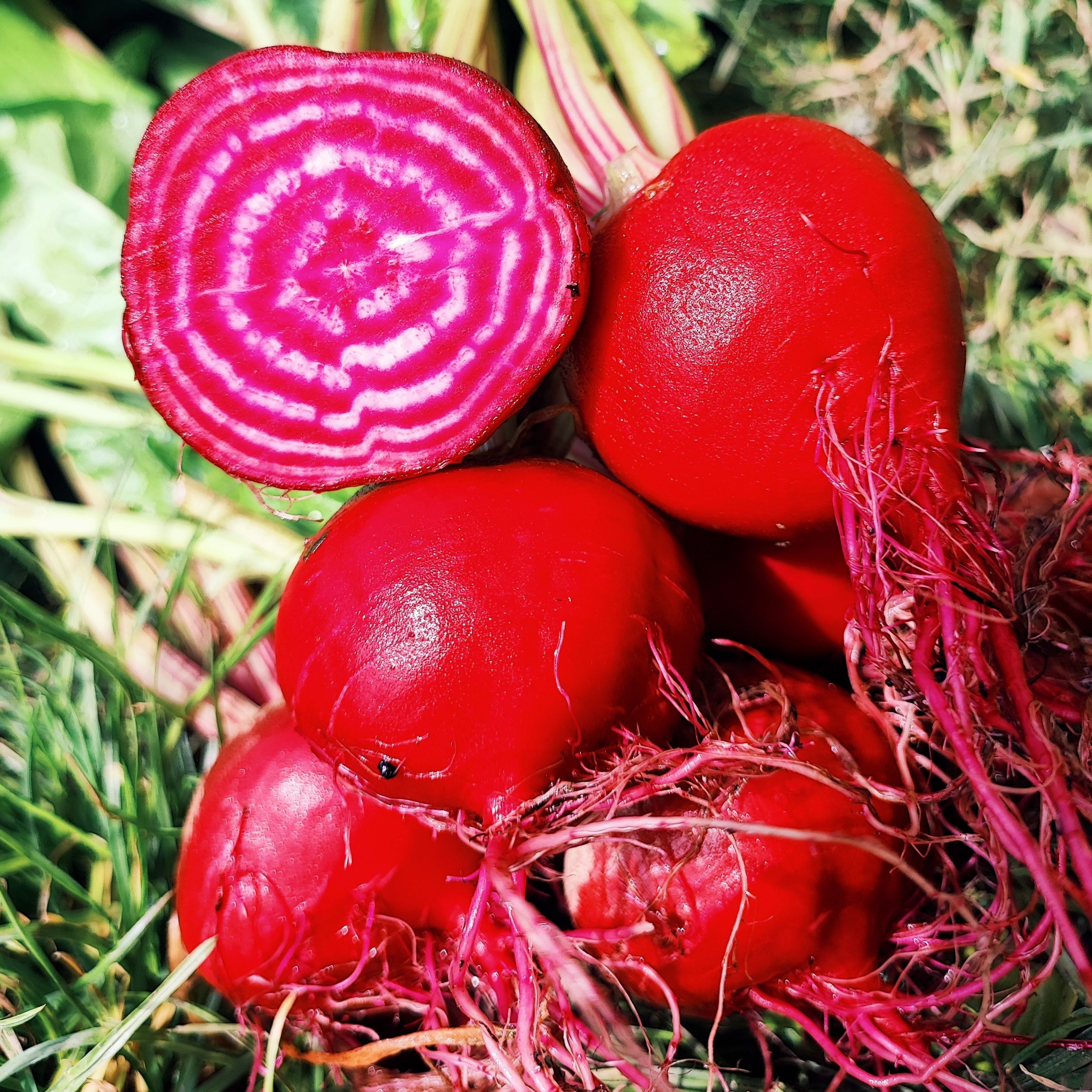 Betteraves Chioggia botte